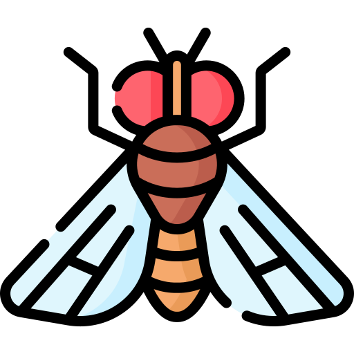 drosophila