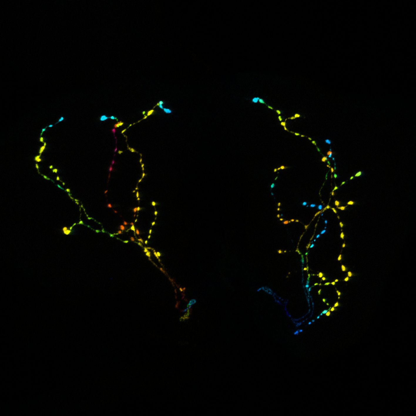 PTTH neuropeptide staining in the prothoracic gland