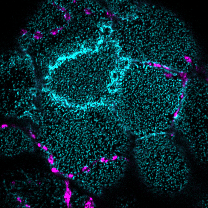 PTTH neurons and integrin expression when the recycling pathway is altered