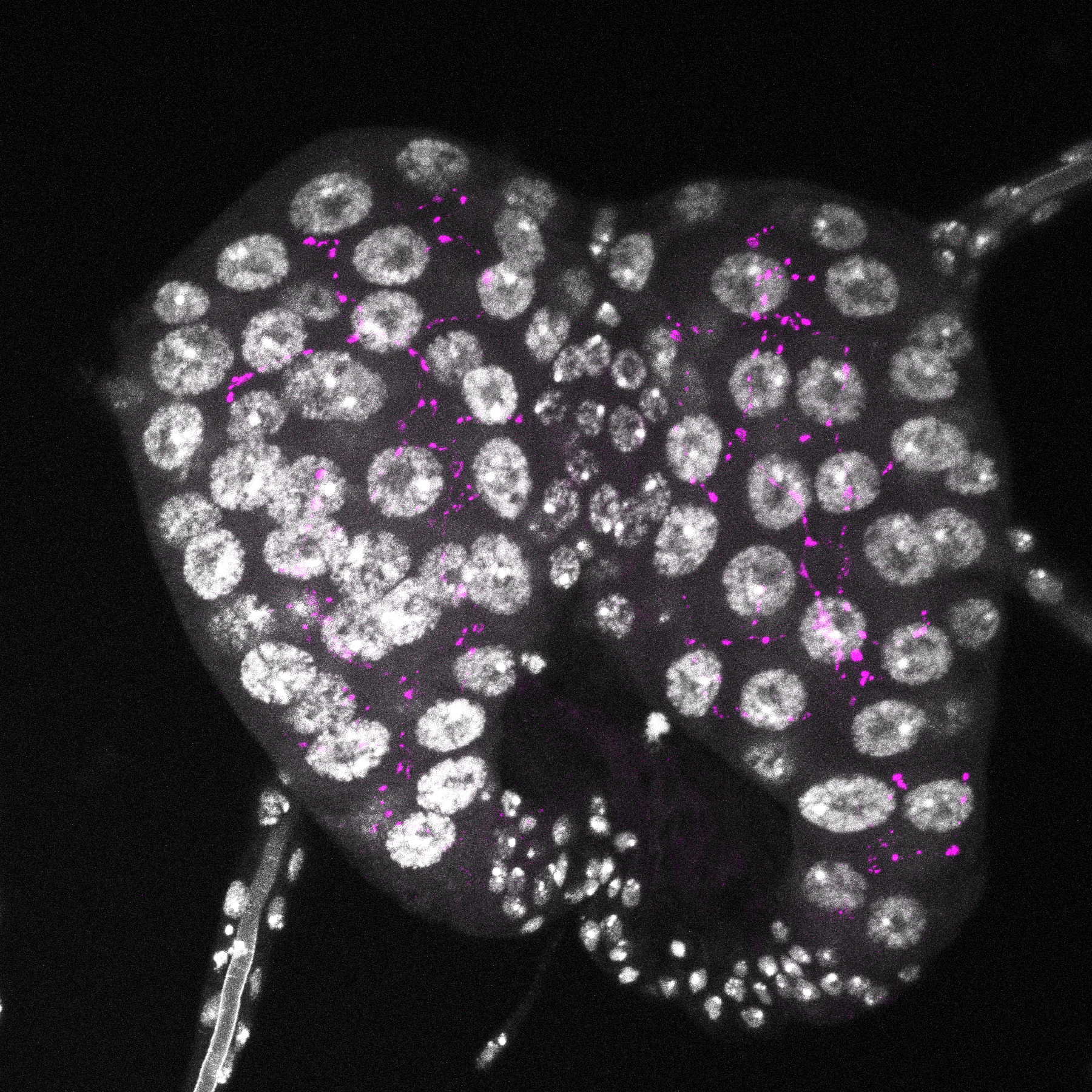 expression of the neuropeptide PTTH in the Prothoracic Gland