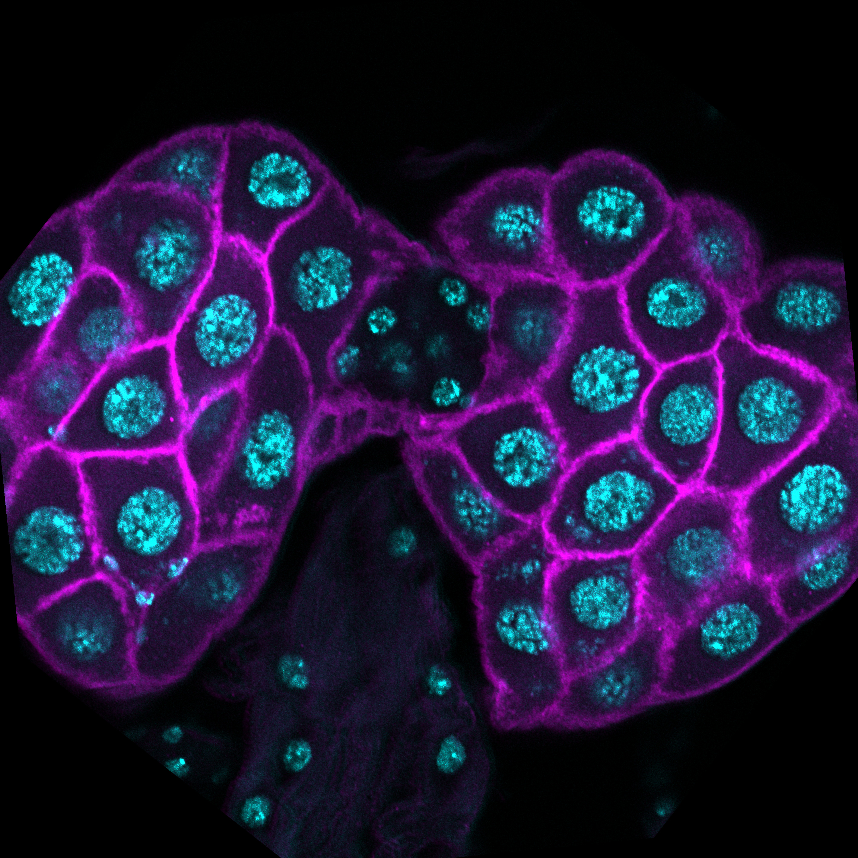 Prothoracic gland of drosophila where the membrans is revelead with myr and the nucleus with DAPI