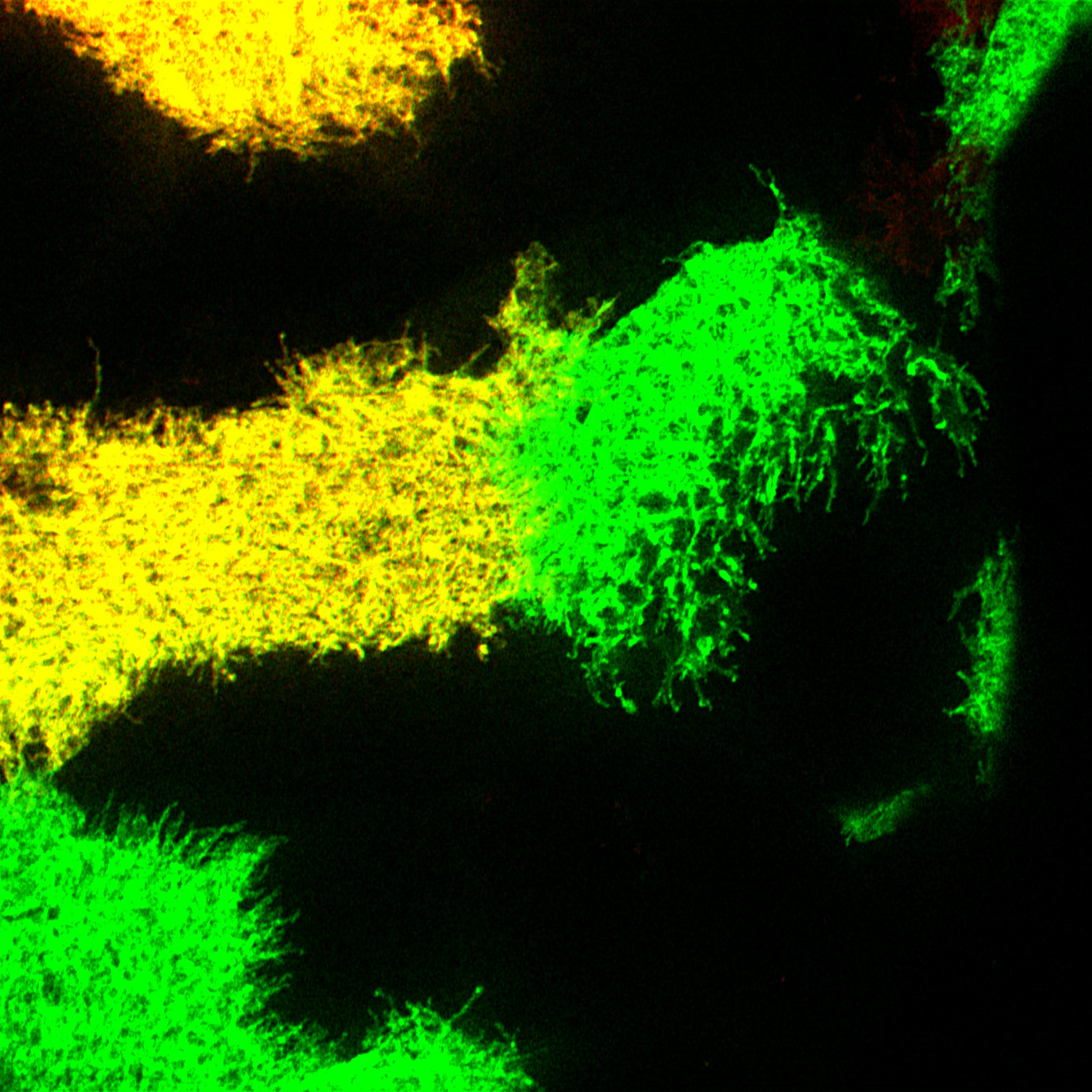 Filopodia emitted by cells of the prothoracic gland