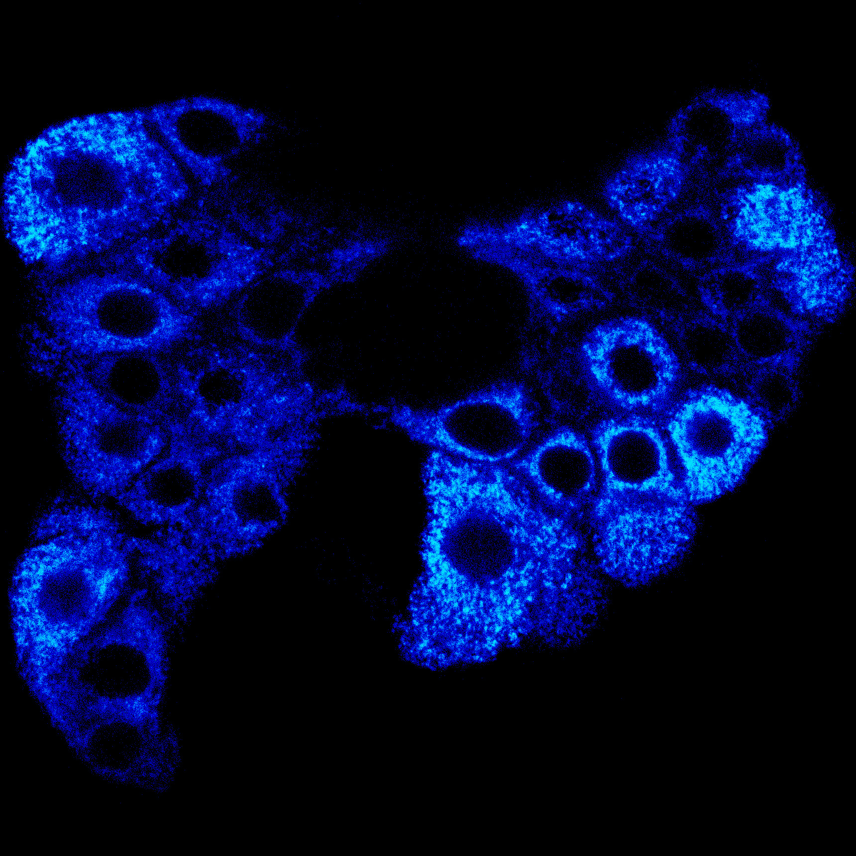 staining of the halloween gene disembodied