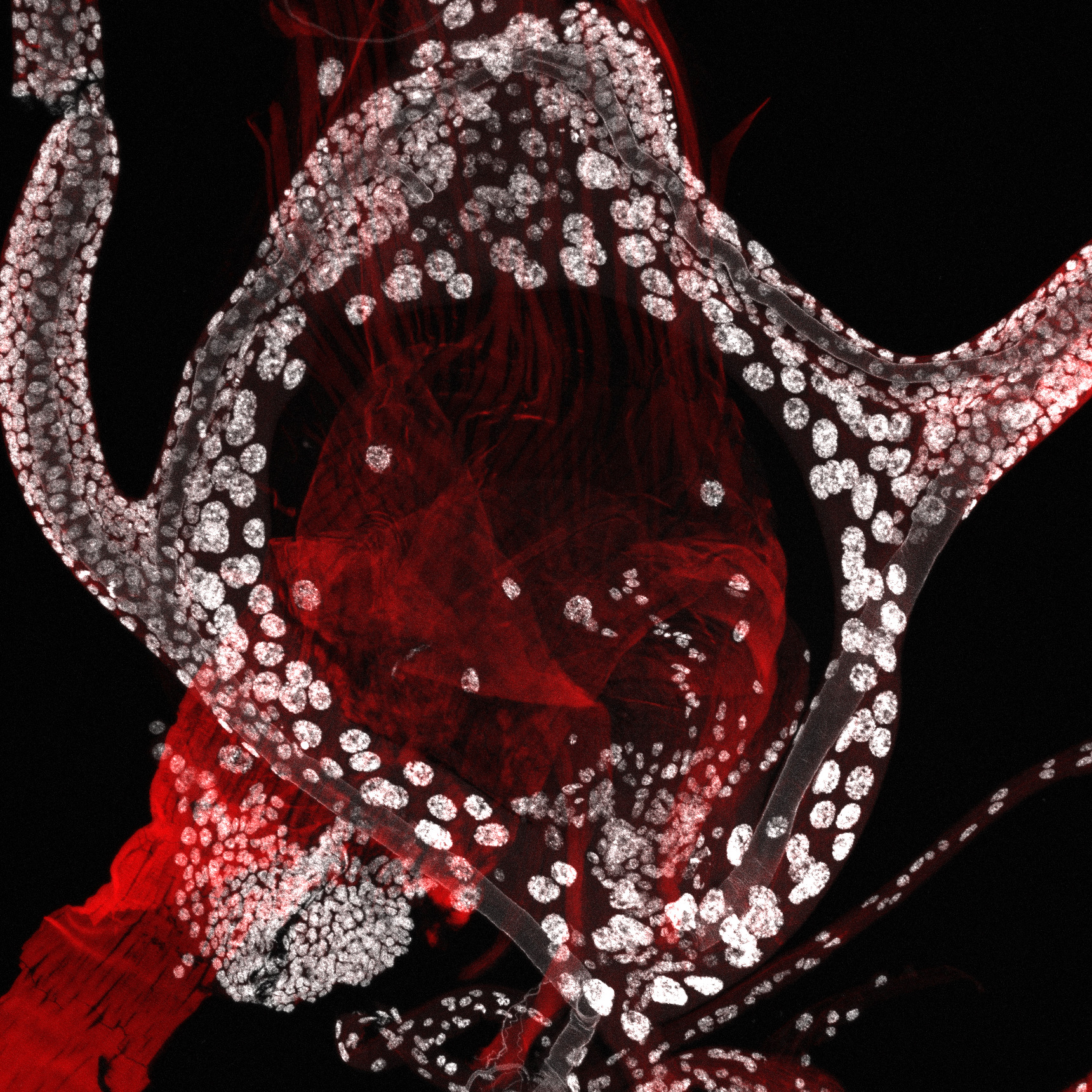 Actin and DAPI in the prothoracic gland of a blue fly