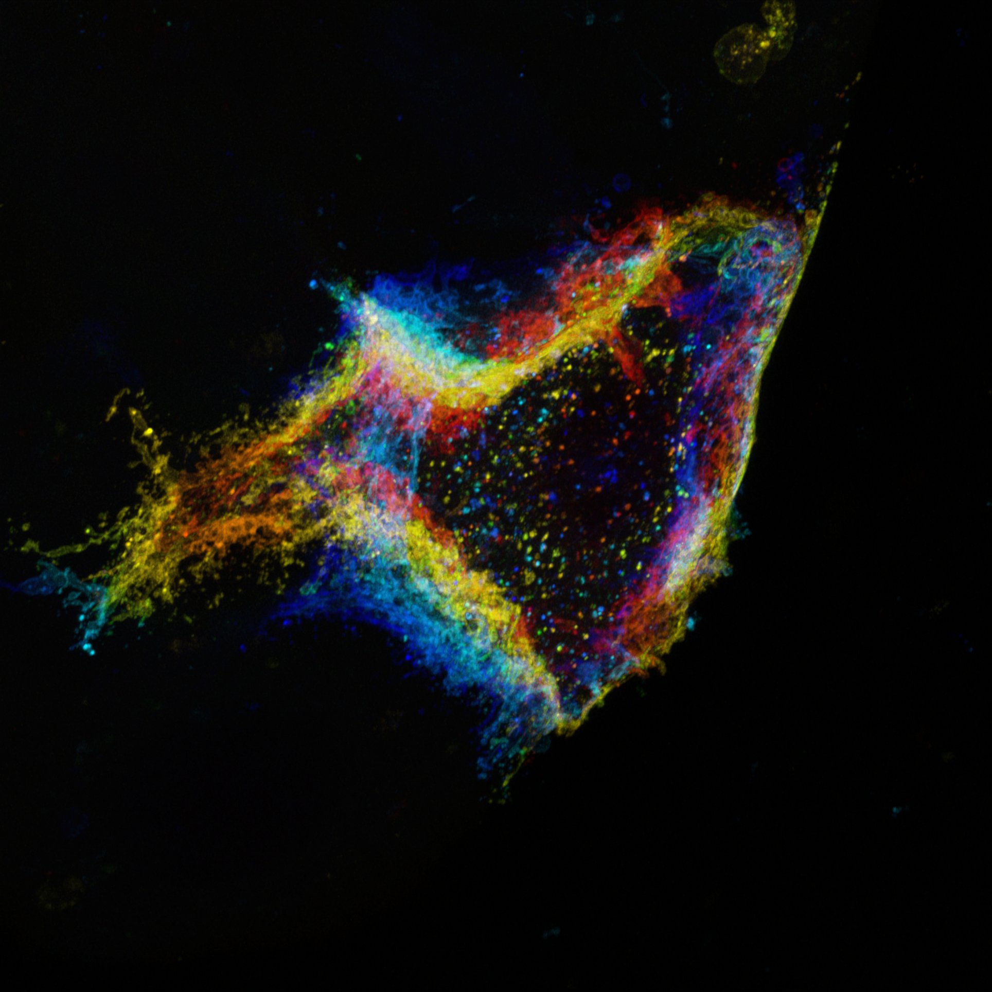the synaptotagmin Syt1 in vesicles in a prothoracic gland cell
